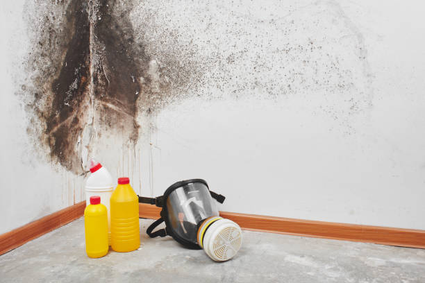 Best Commercial Mold Removal  in Marshall, WI