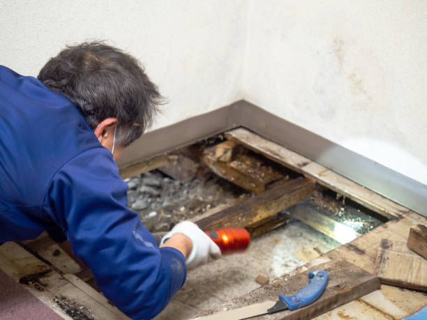 Best Same-Day Mold Removal  in Marshall, WI