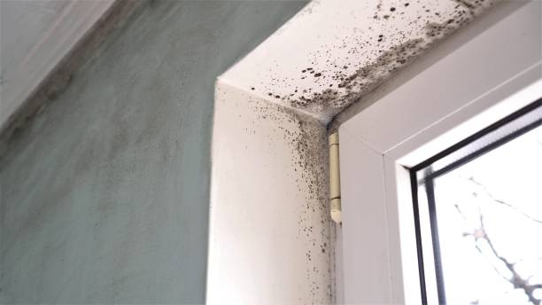 Best Mold Cleaning Services  in Marshall, WI
