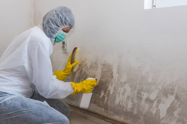 Best Water Damage Restoration  in Marshall, WI