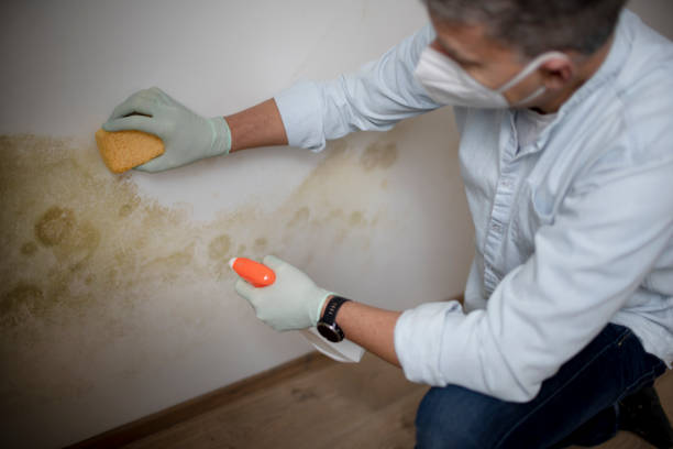 Best Mold Removal Near Me  in Marshall, WI