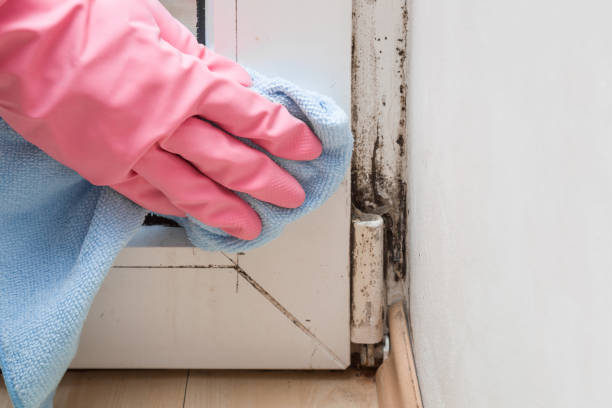 Best Office Mold Removal Services  in Marshall, WI