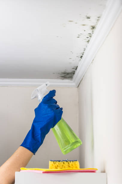 Best Best Mold Removal Companies  in Marshall, WI