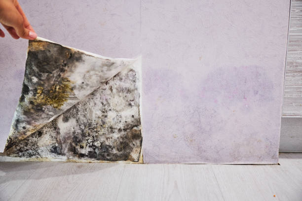 Best Mold Testing  in Marshall, WI